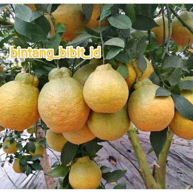 bibit jeruk dekopon okulasi