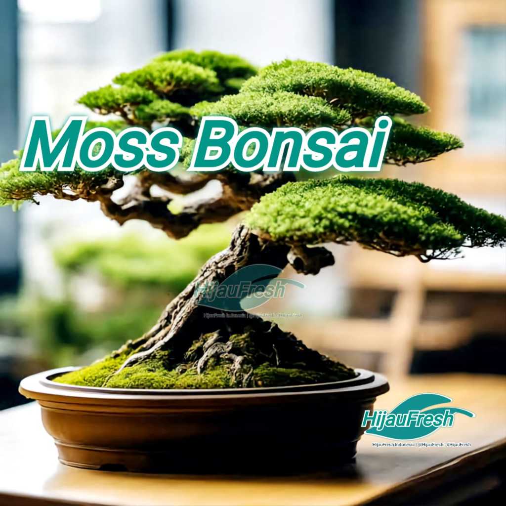 Lumut BONSAI hidup | Lumut HIAS | Lumut Hidup | Living Moss | HijauFresh | @HijauFresh | #HijauFresh