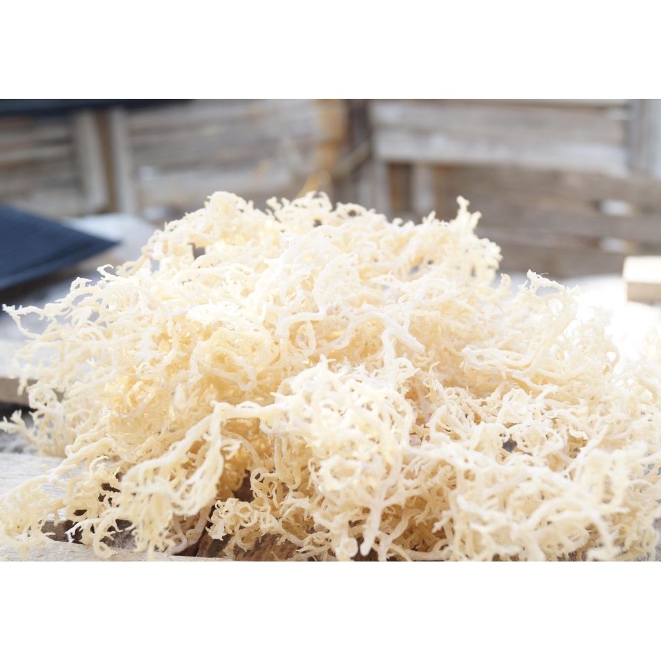 

Sale Oke Rumput Laut Kering Putih 1kg Spinosum Cottoni Original Premium