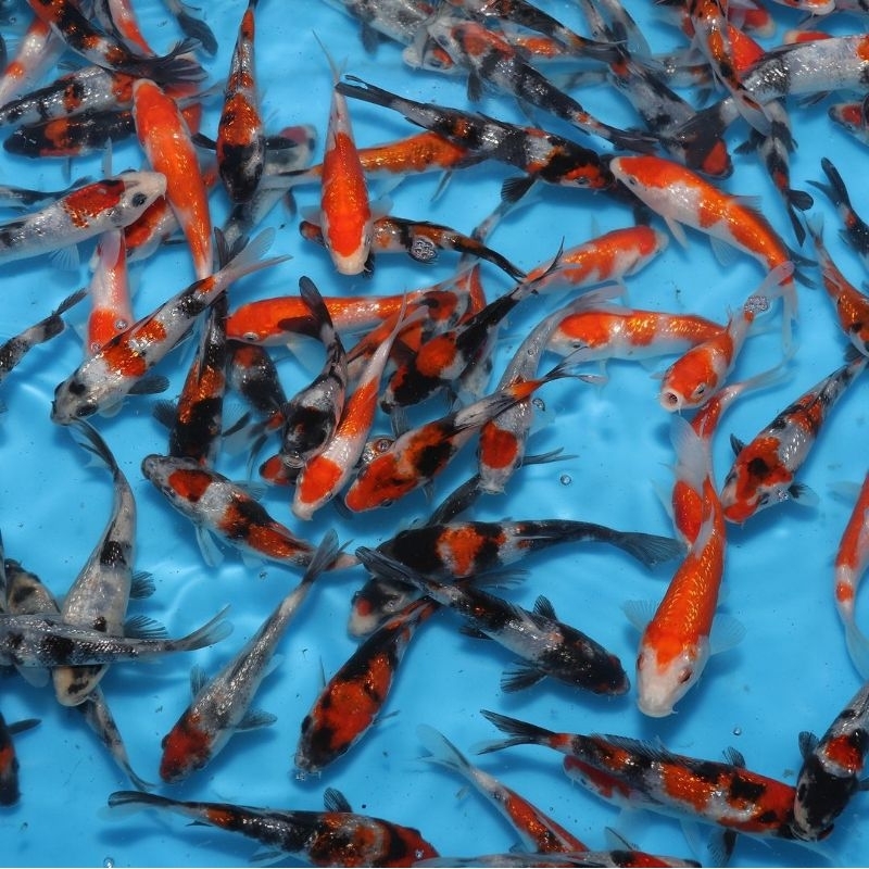 Bibit ikan koi blitar ukuran 10-12cm MINIMAL ORDER 3EKOR lolos karantina (Garansi Pulau Jawa)