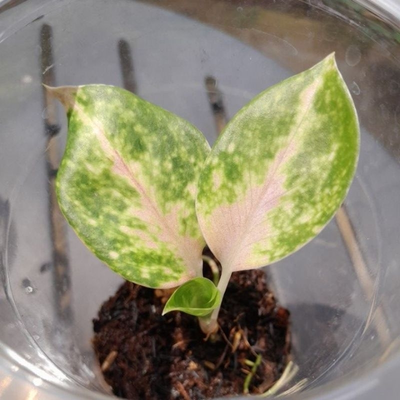 Anakan Aglonema Obama