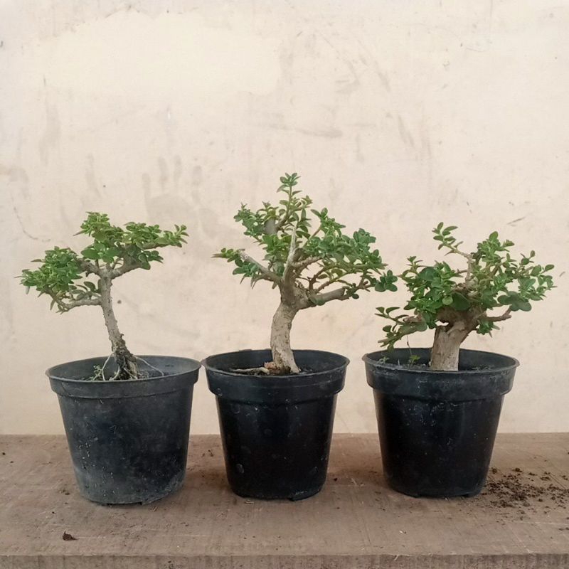 Bonsai Mini Sancang/ Sancang Mini