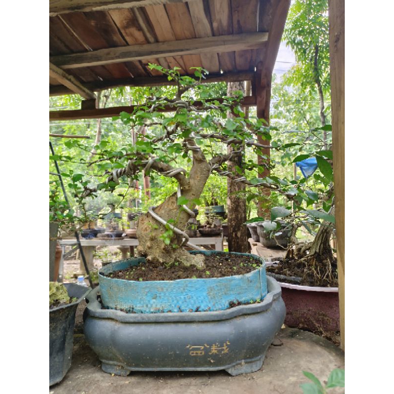 bonsai serut ukuran medium