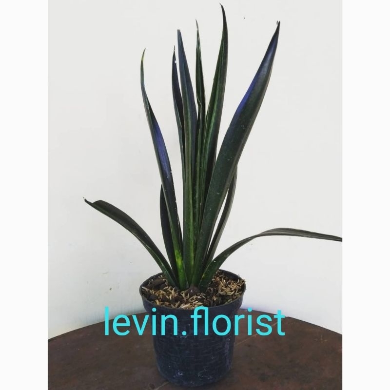 Sansevieria green arrow / sansivera sansivieria black sword lidah mertua / bibit tanaman hias bunga