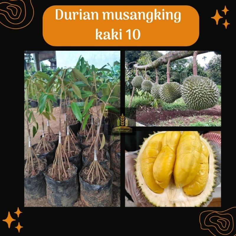 Bibit buah durian musangking kaki 10 Bella bibit