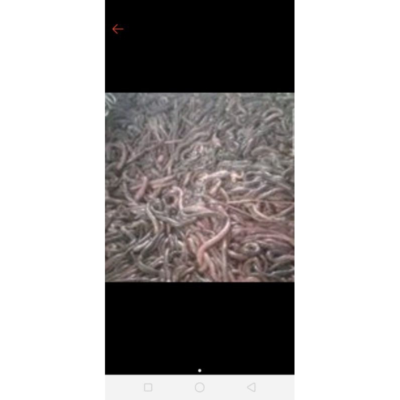 bubuk cacing kalung/serbuk cacing/tepung cacing kalung besar 100gr