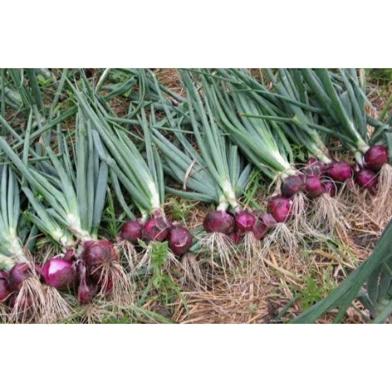 

Bawang merah super asli terasering panyaweuyan.