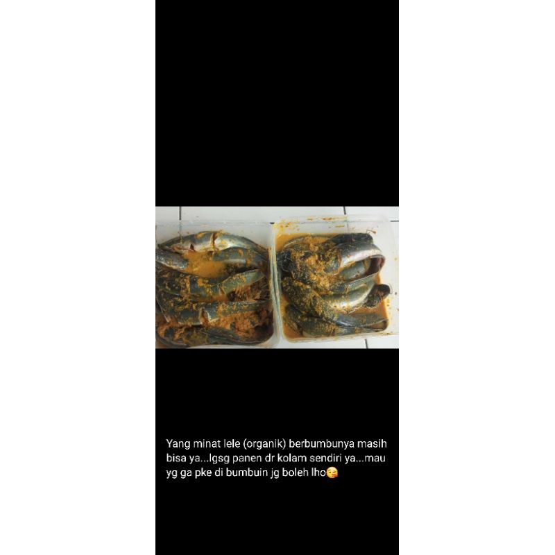 

lele organik segar berbumbu