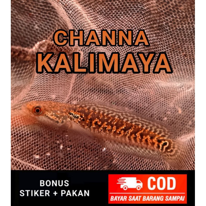 

RSP kalimaya sortiran great A+