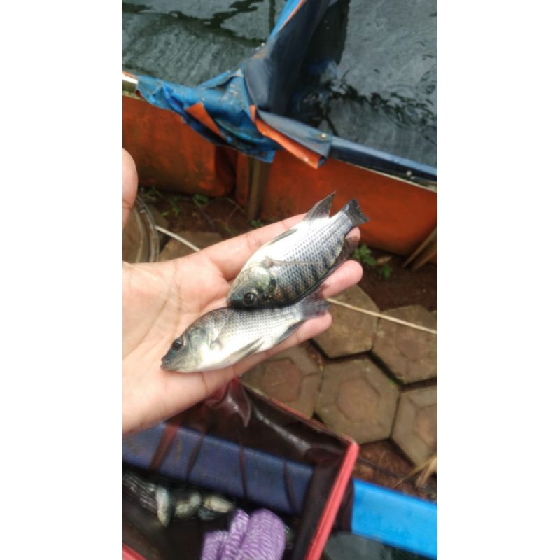 

Bibit nila Hitam
