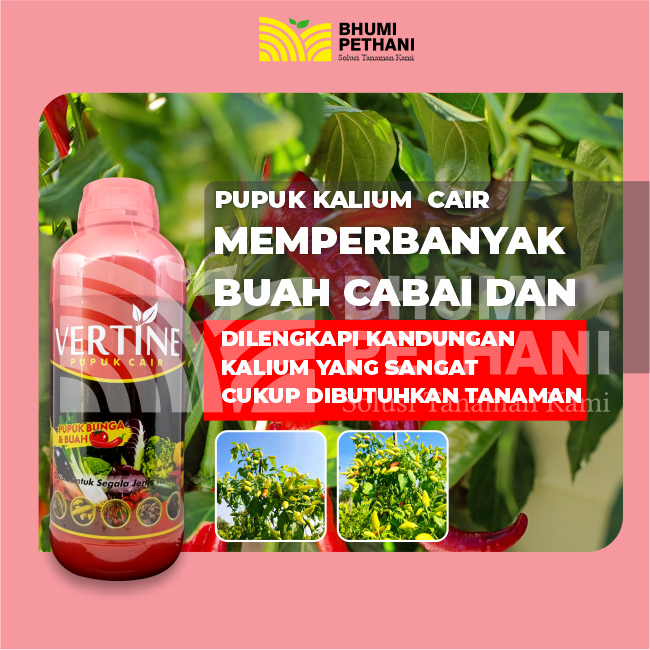Pupuk KCL Booster Buah Pelebat Buah Vertine K 1000ml
