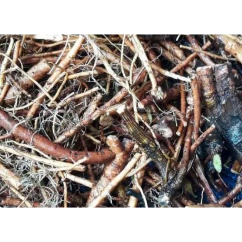 

Akar putri malu fresh 100gr