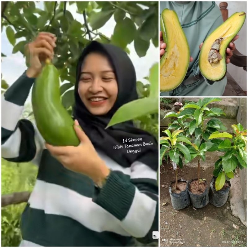 Bibit Alpukat Kelud/ Subang