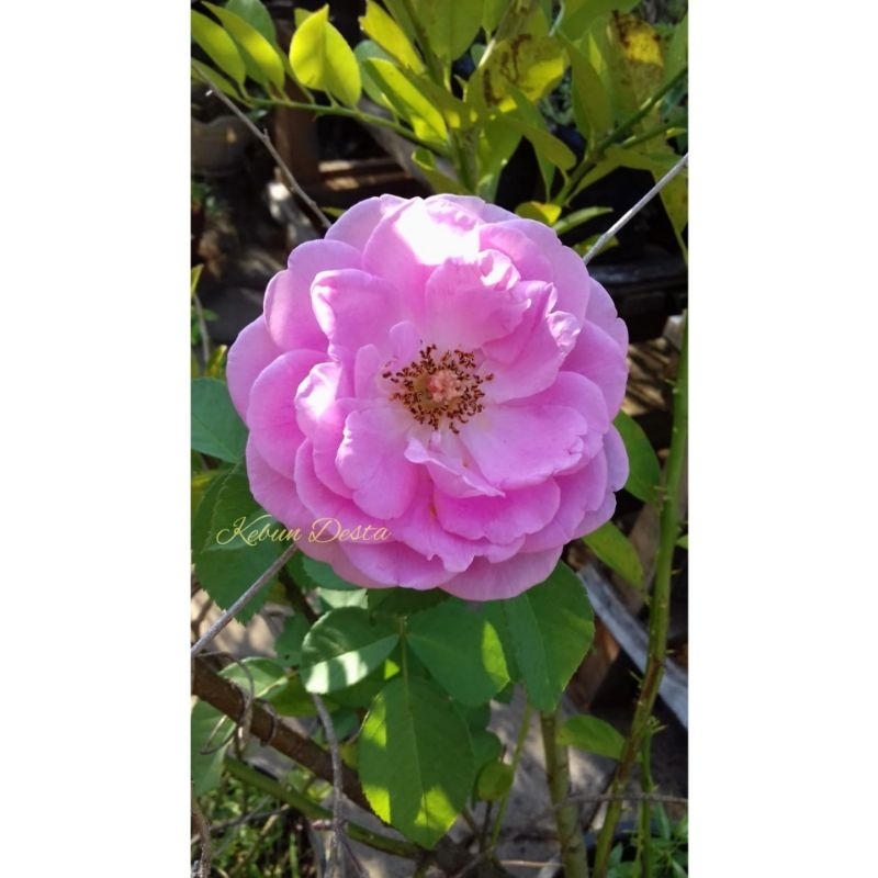 Mawar kampung soft pink/damascena