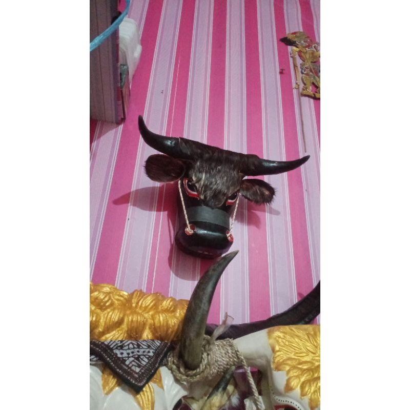 

banteng meringisan
