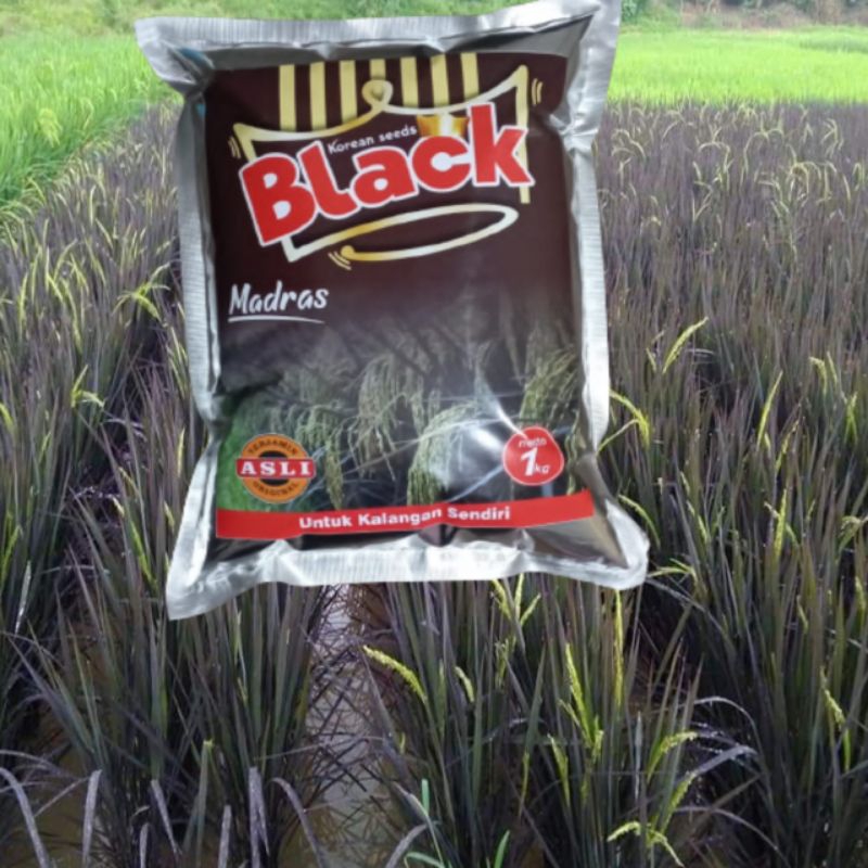 Benih Padi Black Madras