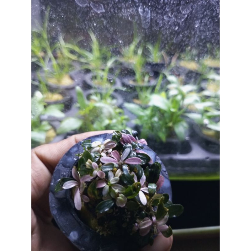 BUCE PHALANDRA VARIEGATA MINI COIN ORIGINAL
