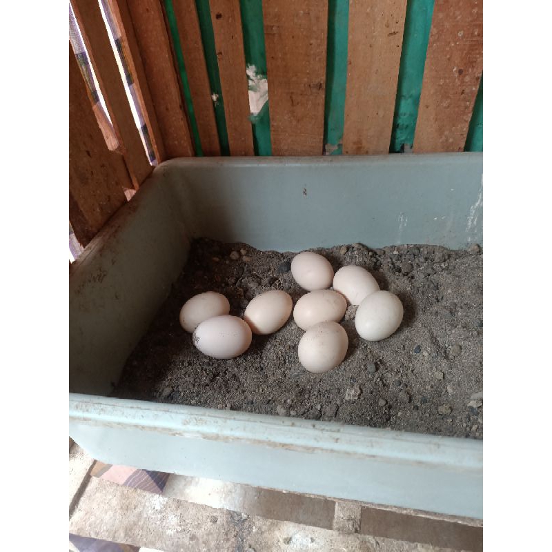Telur fertil ayam pakhoy