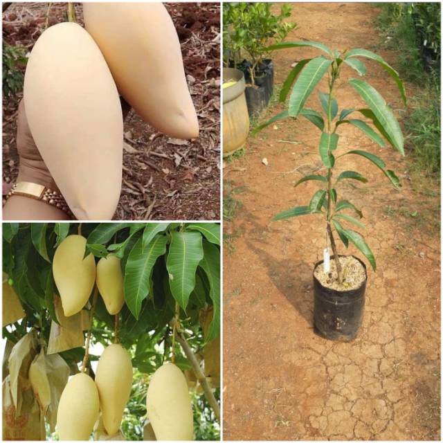 Bibit tanaman buah mangga namdokmai okulasi cepat berbuah dalam pot