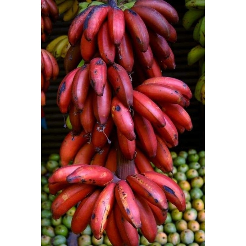 BIBIT PISANG MERAH | PISANG UNIK | PISANG OBAT | PISANG LANGKA| PISANG HIAS