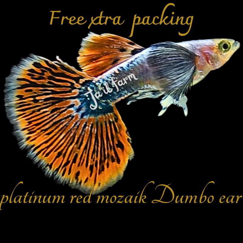 

FREE XTRA PACKING - PLATINUM RED MOZAIK DUMBO EAR