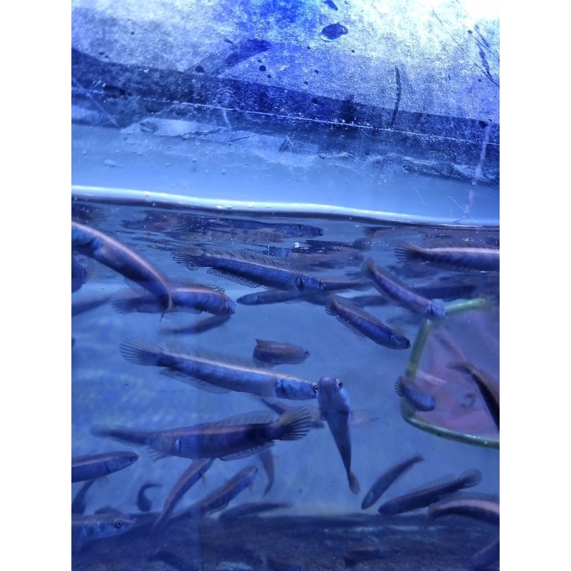 

STIKER RED BARITO A++