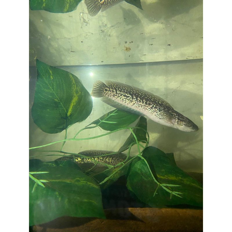 asiatica kalimaya pair akur