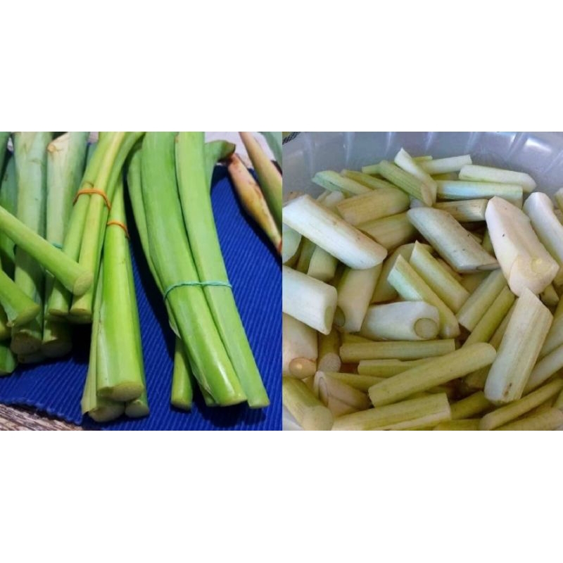 

batang talas sayur 10 batang tinggi 40cm