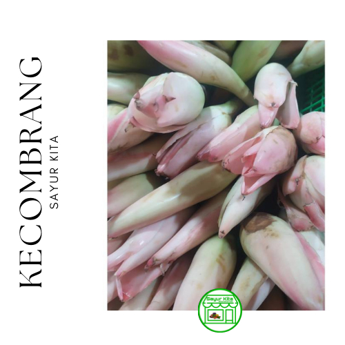

Kecombrang 250 gram