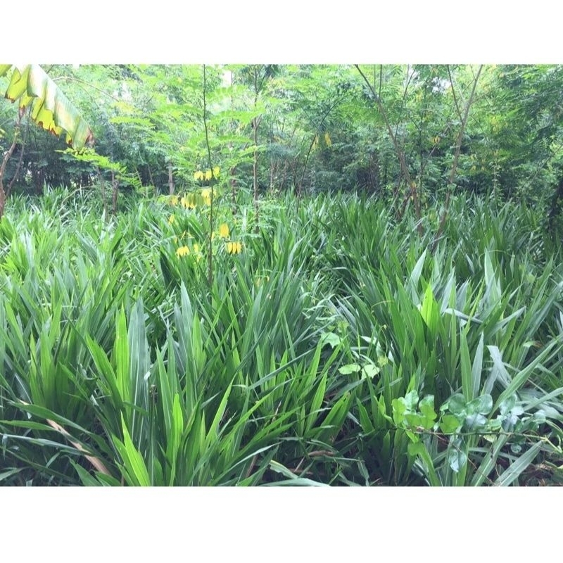 BIBIT SUKET ODOT /GAJAH 1KG