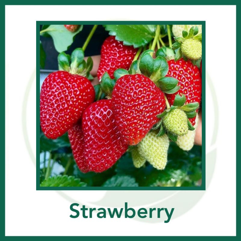 5 Biji - Benih Stroberi Strawberry Merah Jumbo Manora Import - Bibit Tanaman buah buahan