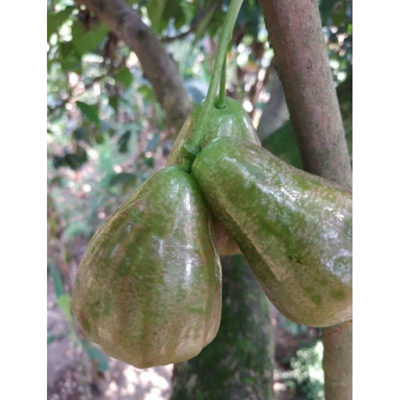 entres stek grafting okulasi jambu air madu lumajang super manis