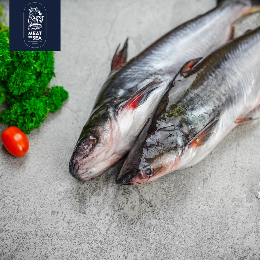 Ikan Patin | Fresh Frozen