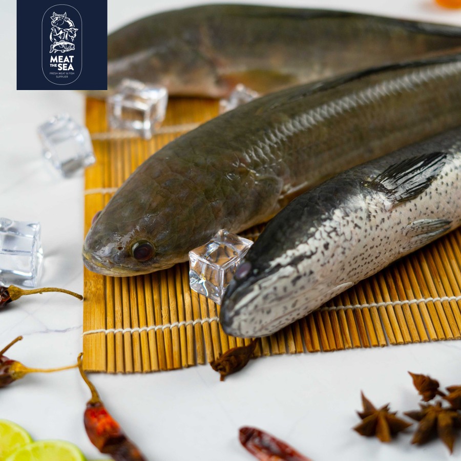 Ikan Gabus Tawar | Fresh Frozen