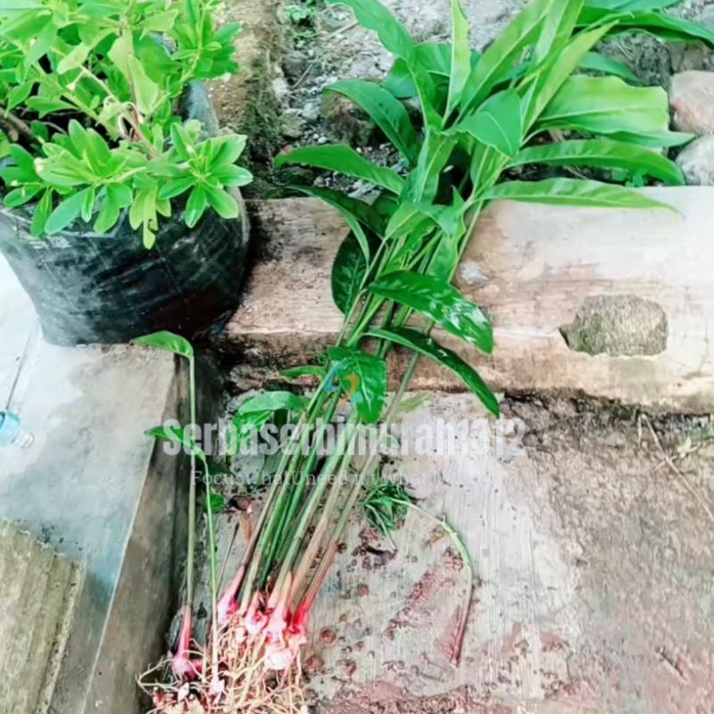 

Lengkuas/Laos Merah & Putih|1 kg, 5 kg