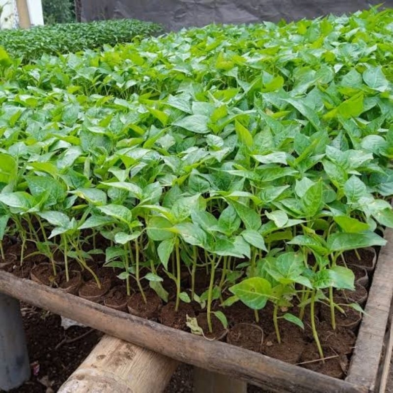 

Jual Tananaman Cabe Rawit Pohon Cabai Rawit