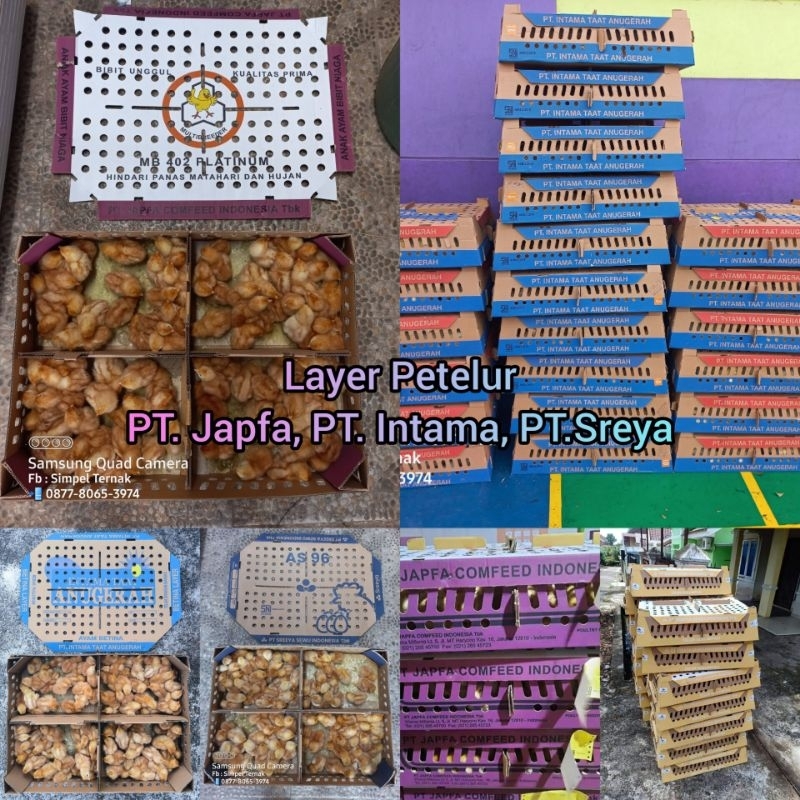 DOC Layer Petelur Super