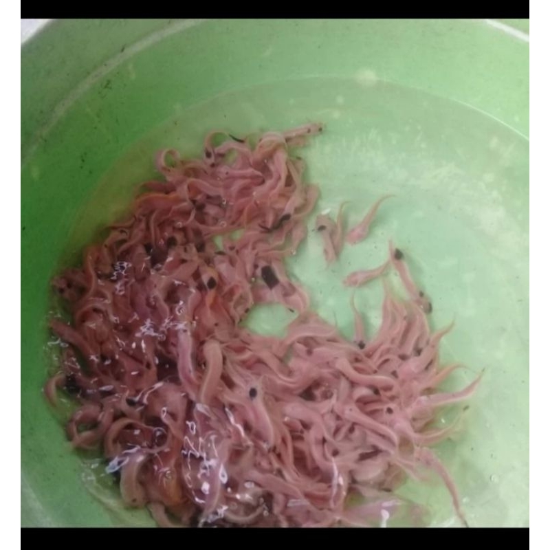 Paket 100 ekor Ikan lele bule size 6-7 cm murah berkualitas