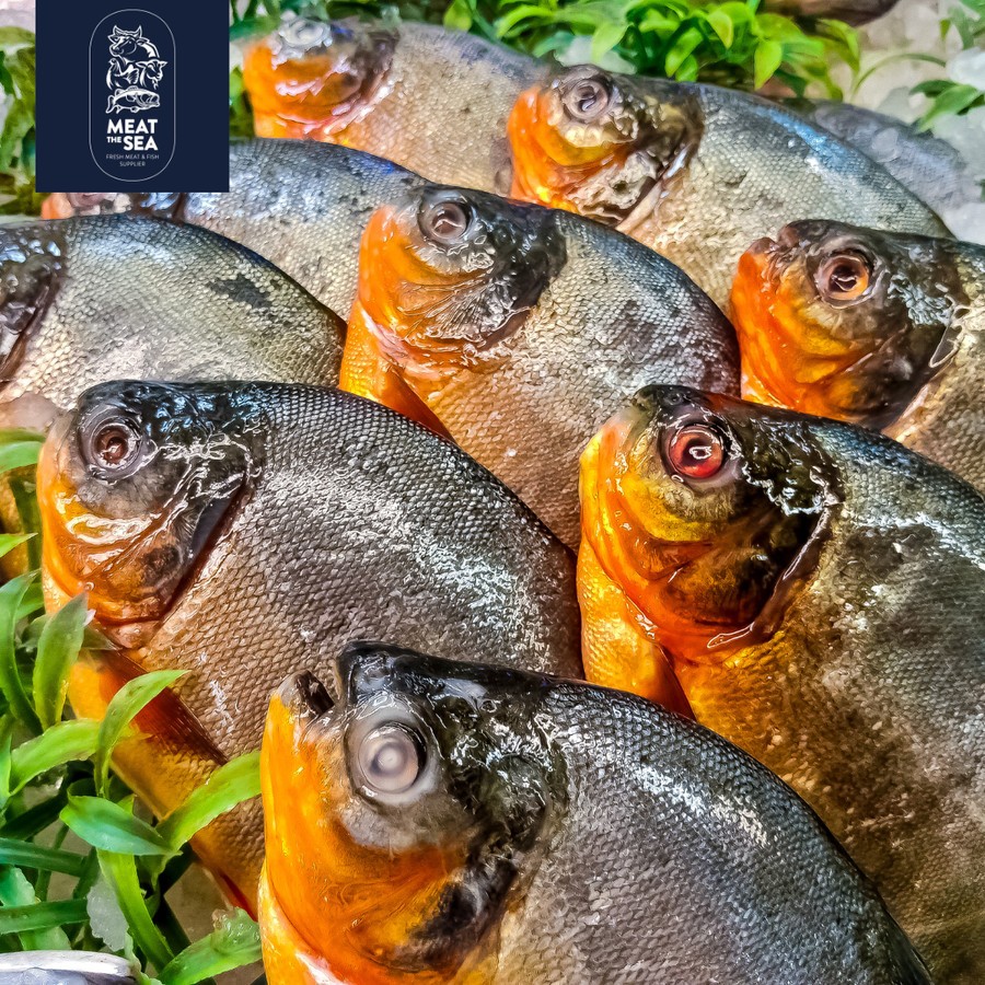 

Ikan Bawal Air Tawar ● Fresh Frozen