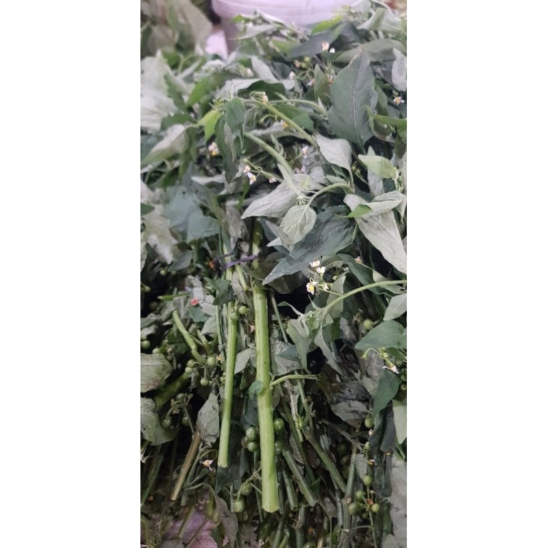 

Daun meranti 1 ikat