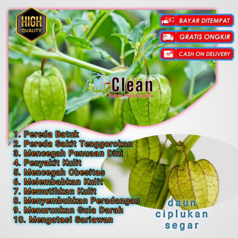 

daun ciplukan fresh 1kg