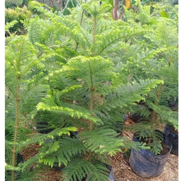 Tanaman Cemara Norpox tinggi 1meter - Cemara Pentris - morpox - Pohon Hias Hidup