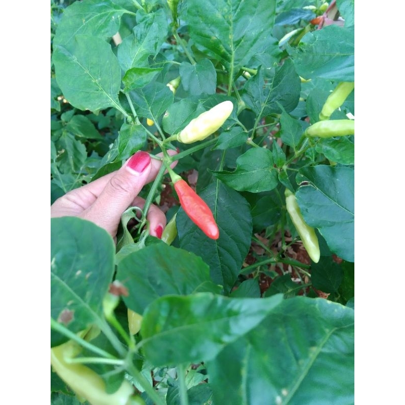 

cabe rawit /rawit domba 1 kg