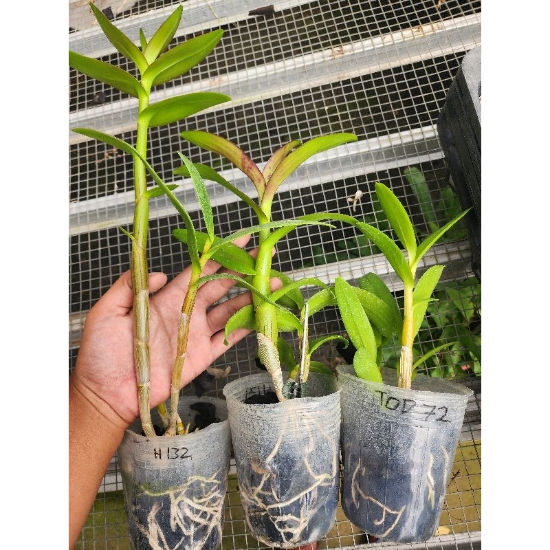 dendrobium bulat bunga