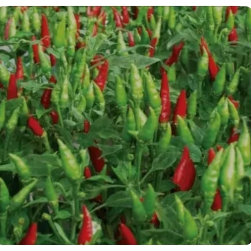 25 biji Benih Cabe rawit GENIE