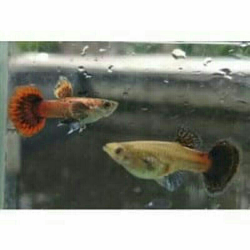 ikan guppy magenta - pasangan