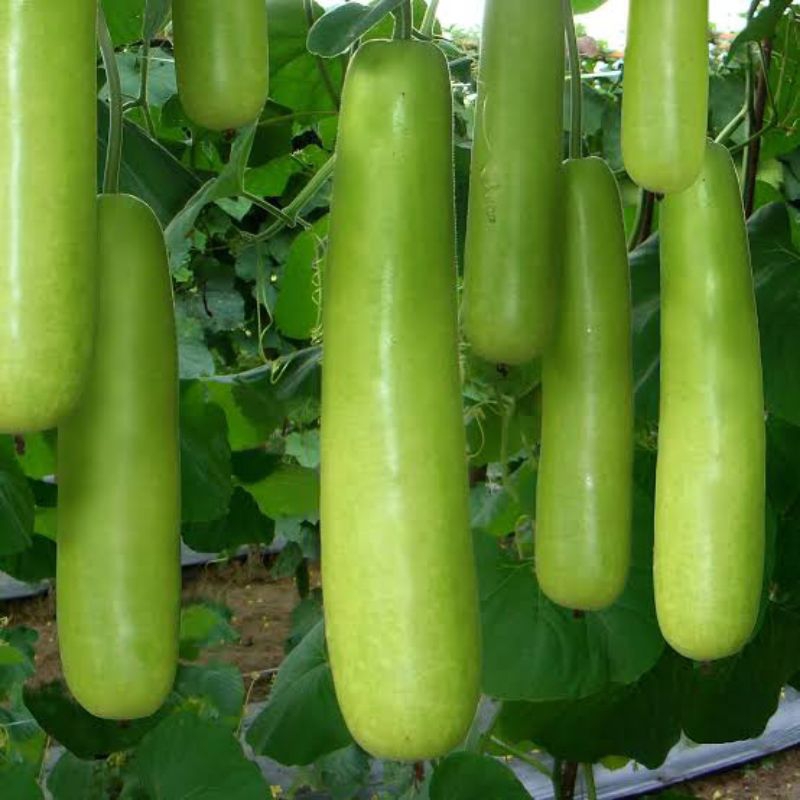 5 Biji Labu Air BALISTIC | Benih Labu Air | Benih Sayuran