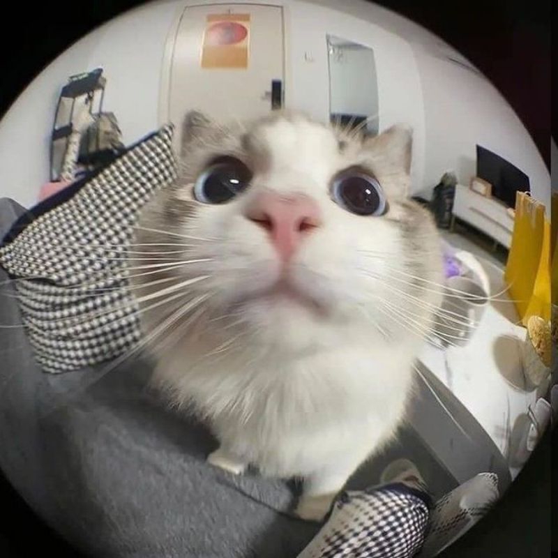 

TAMBAHAN EXTRA PACKING + FREEBIES ✅