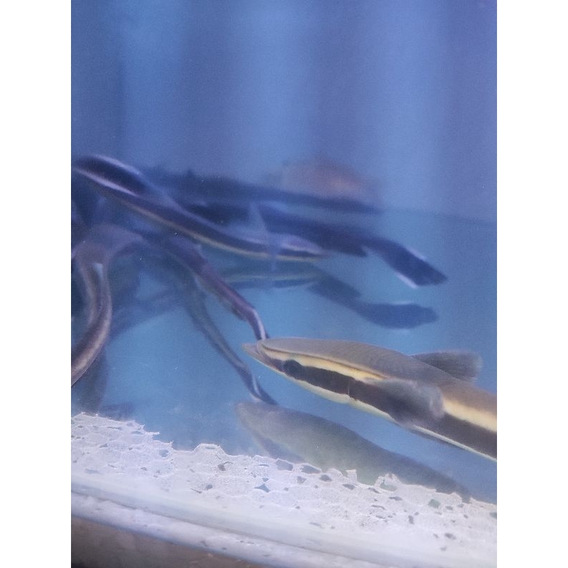 

remora fish / ikan remora / ikan hiu brackish fish