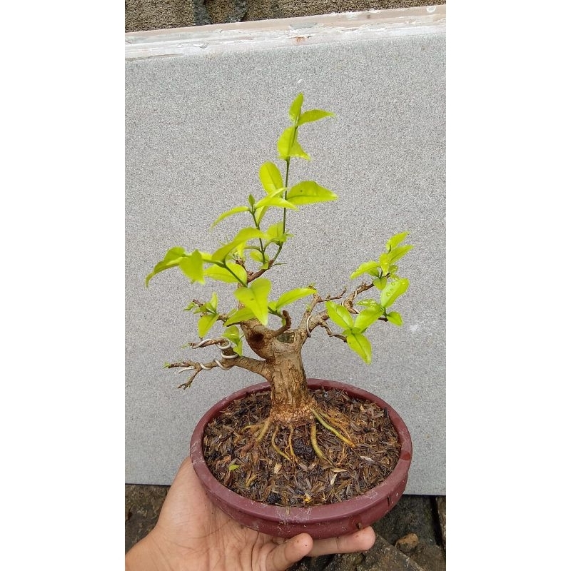 Tanaman hias bonsai anting putri / bonsai anting putri / bonsai / anting putri / free pot